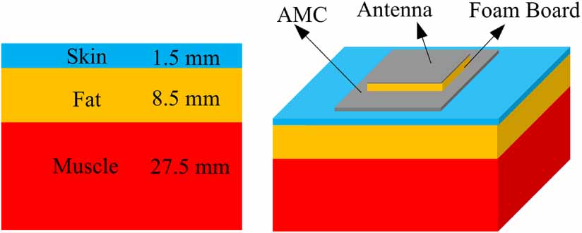 Circularly polarized wearable antenna with low specific absorption rate ...