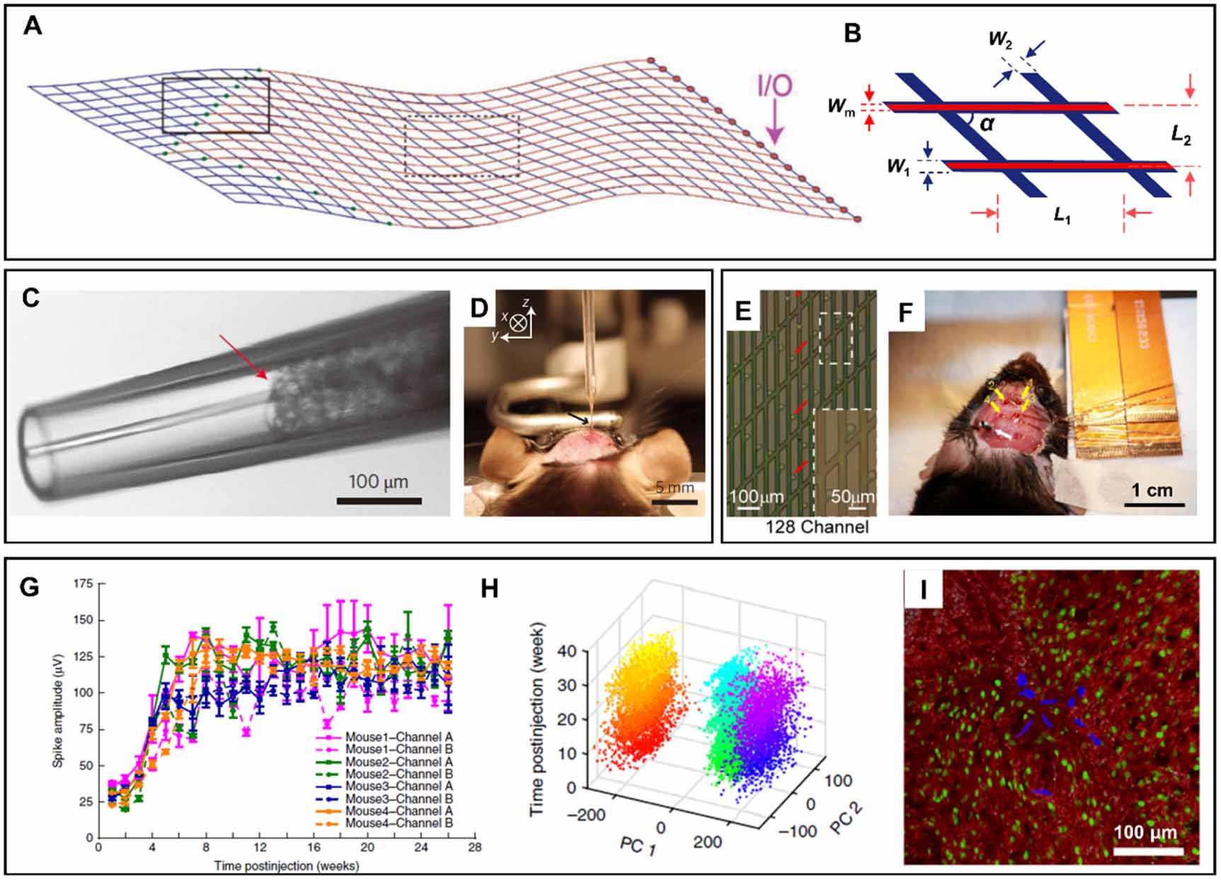 Flexible intracortical probes for stable neural recording: from the ...