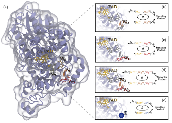 Figure 1. Refer to the following caption and surrounding text.