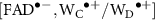 $[\mathrm{FAD}^{\bullet-}, \mathrm{W_{C}}^{\bullet +}/\mathrm{W_{D}}^{\bullet +}]$