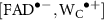 $[\mathrm{FAD}^{\bullet-}, \mathrm{W_{C}}^{\bullet +}]$