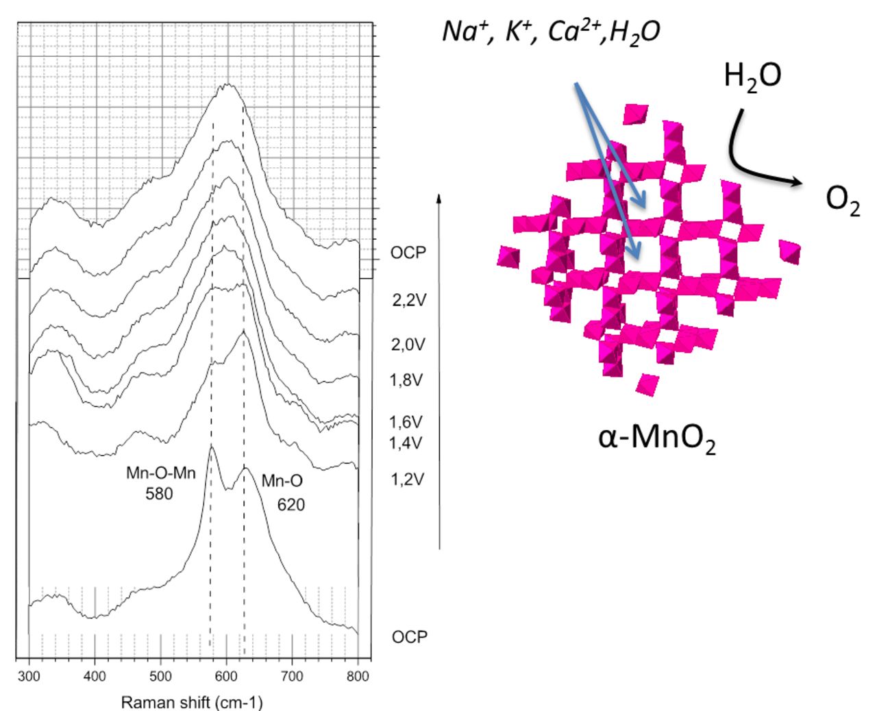 In Situ Surface Enhanced Raman Spectroscopic Studies on Manganese Oxide ...