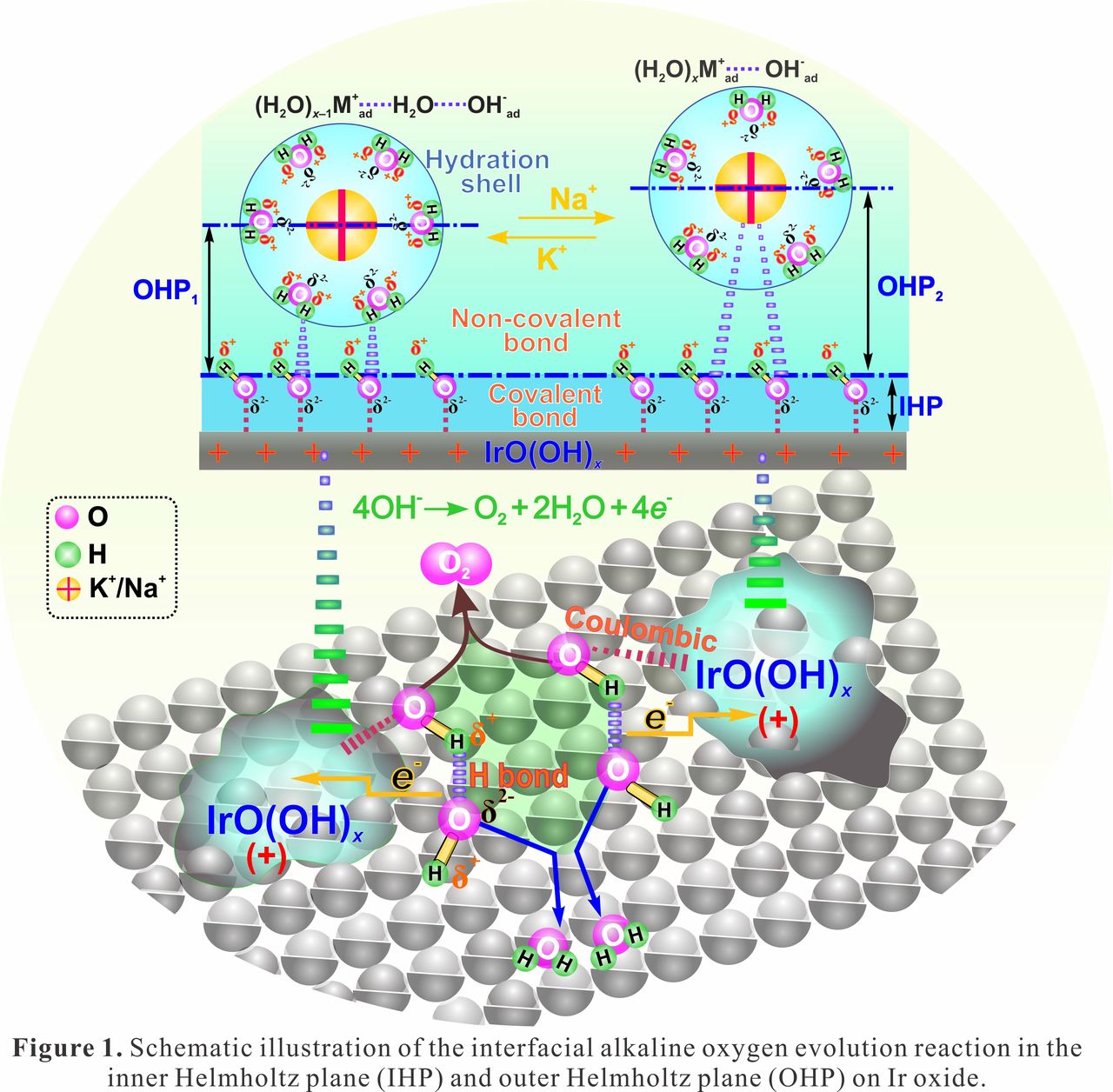 Oxygen Evolution Reaction in Alkaline Media: Electrical Double Layer ...