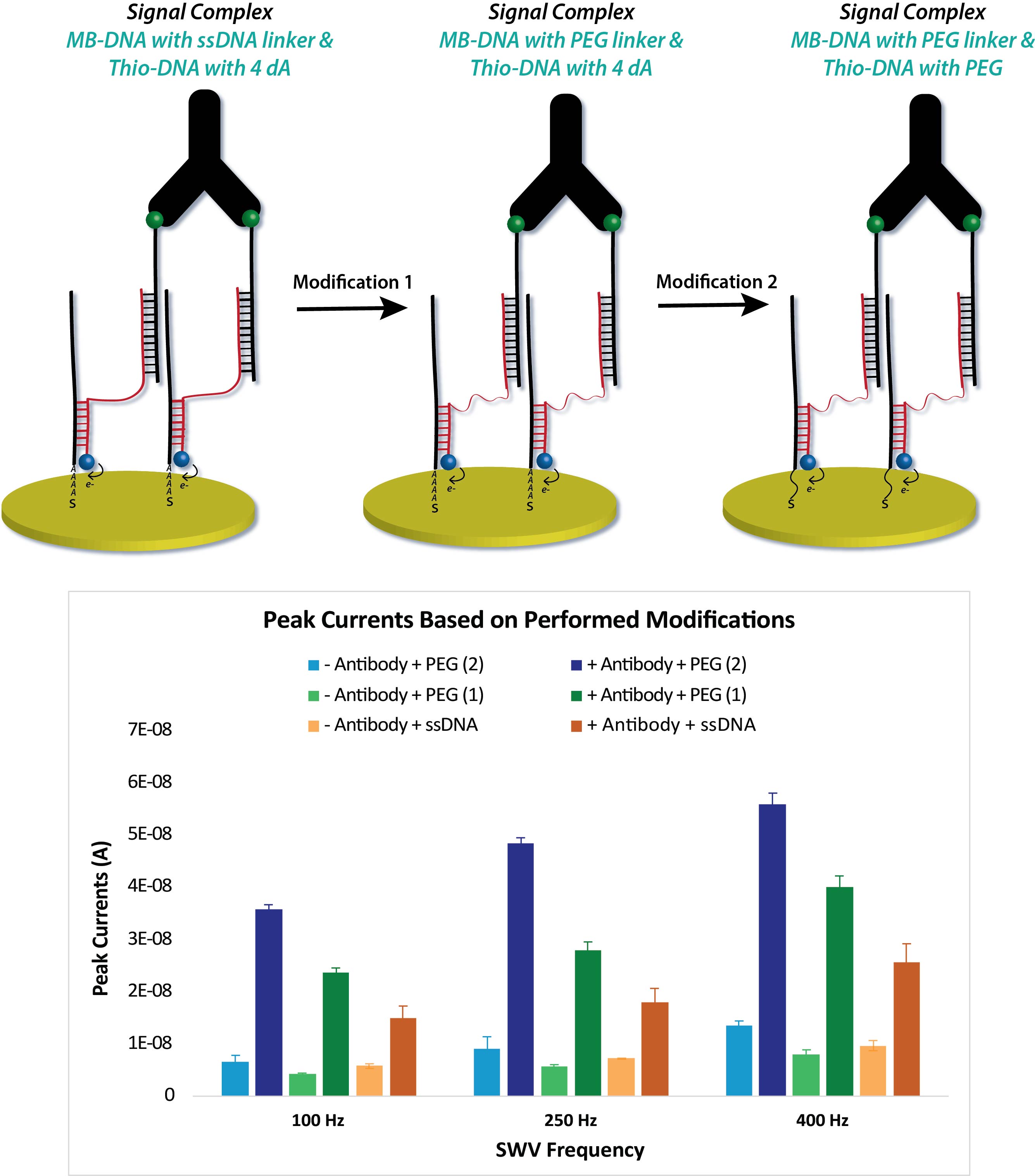 An Electrochemical Proximity Assay (ECPA) Based Sensor for Antibody