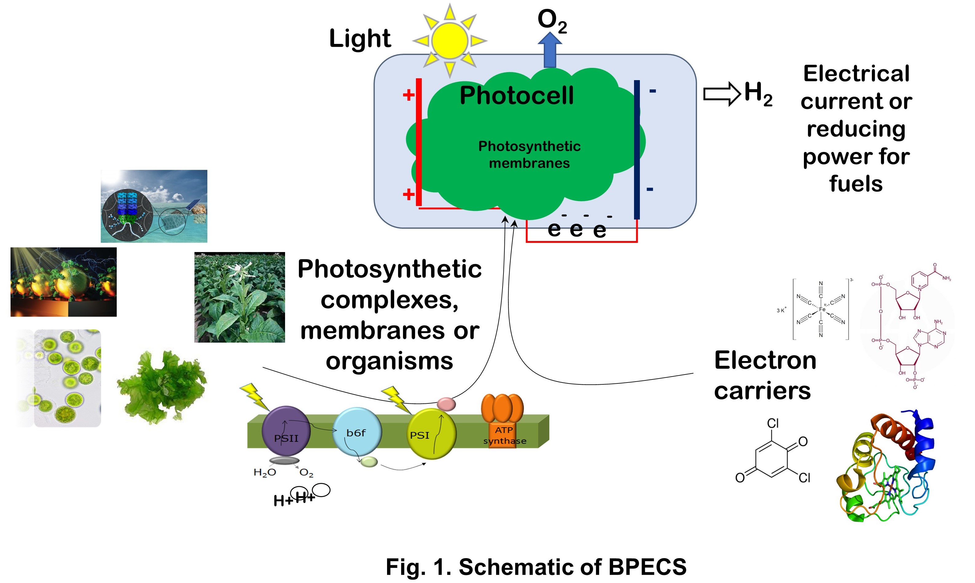 Live Cell and Hybrid Material Based Bio-Photoelectrochemical Cells for ...