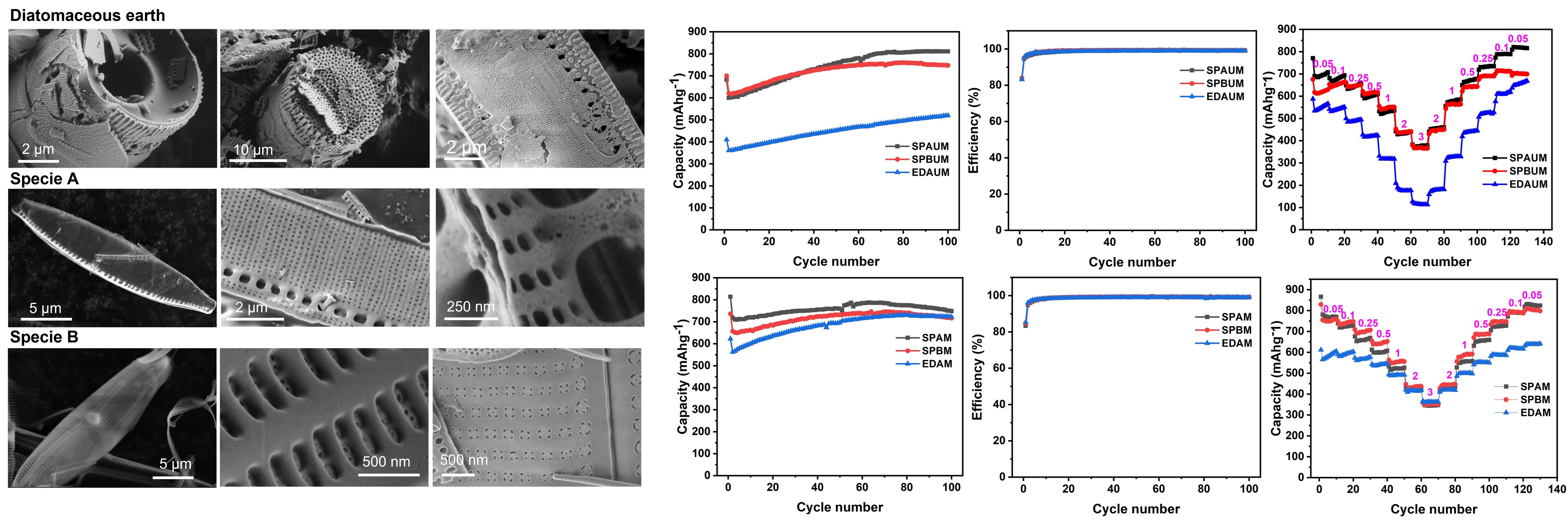 Anode Hole Injection Sio2 Sustainable SiO2 Nanostructures from Different Diatom Species As Anode ...