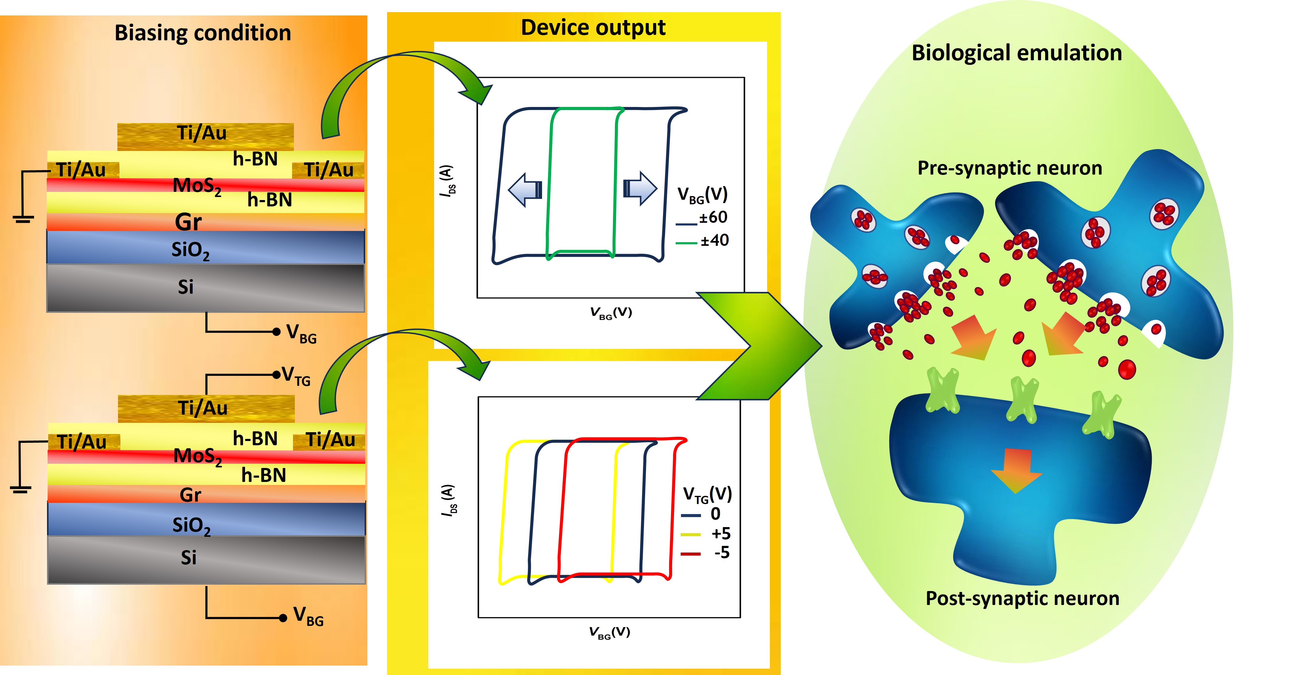 Exploring Neuromorphic Computing with Double-Gate Floating Device Based ...
