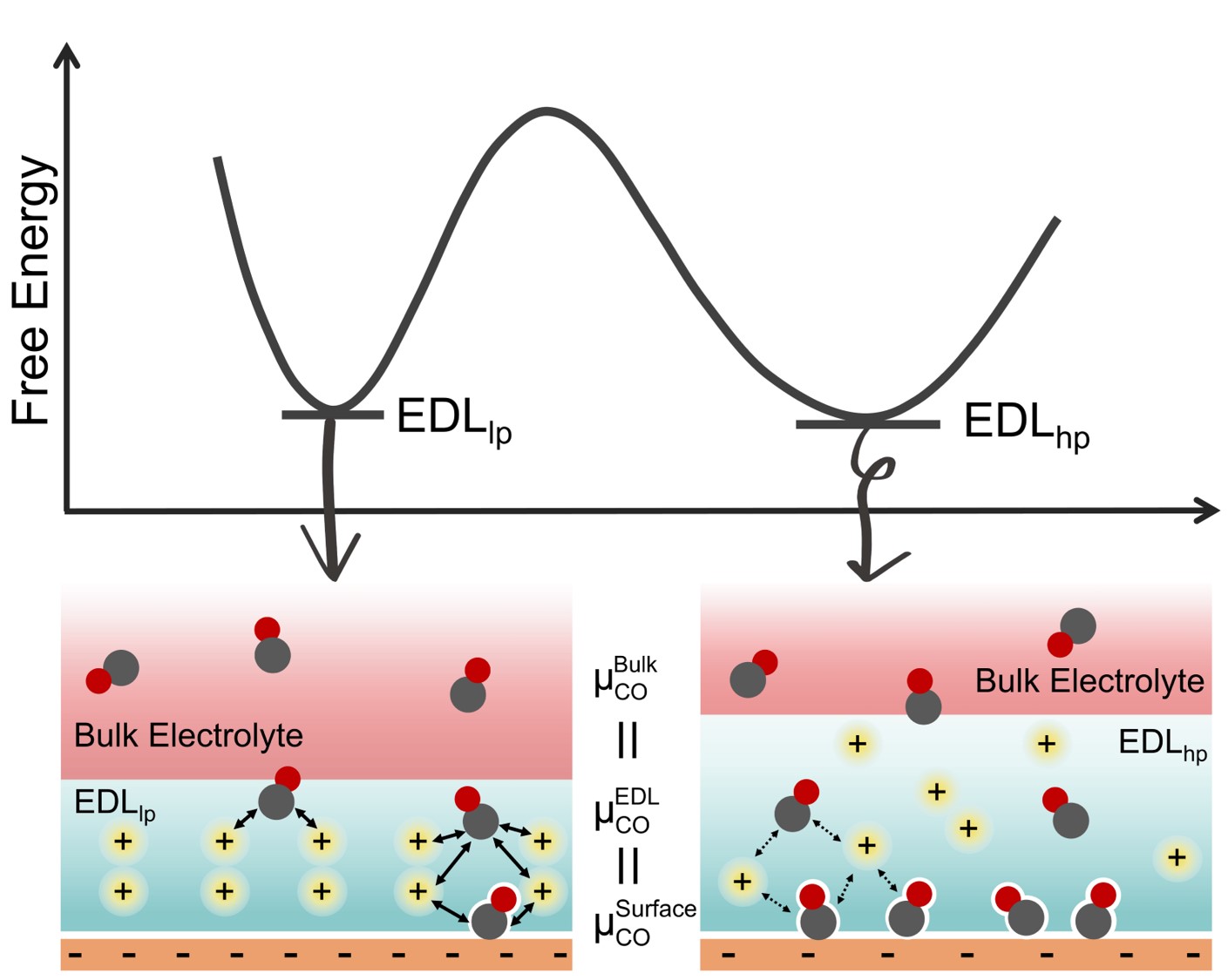 (Invited) Influence of Electric Double Layer Rigidity on CO Adsorption ...