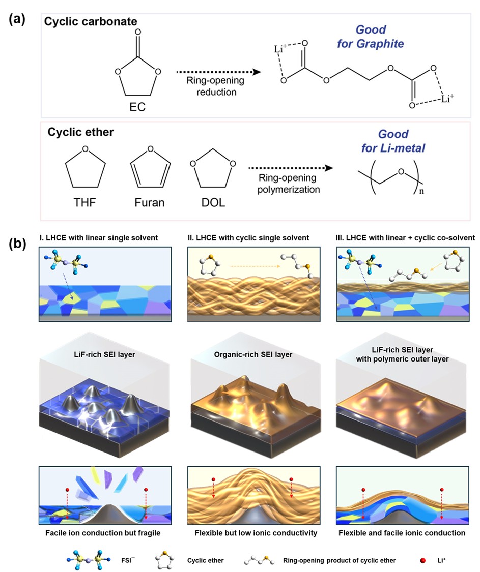 Localised Li Metal Tailored Dual−Layered Interface Constructed by Cyclic Ether in ...