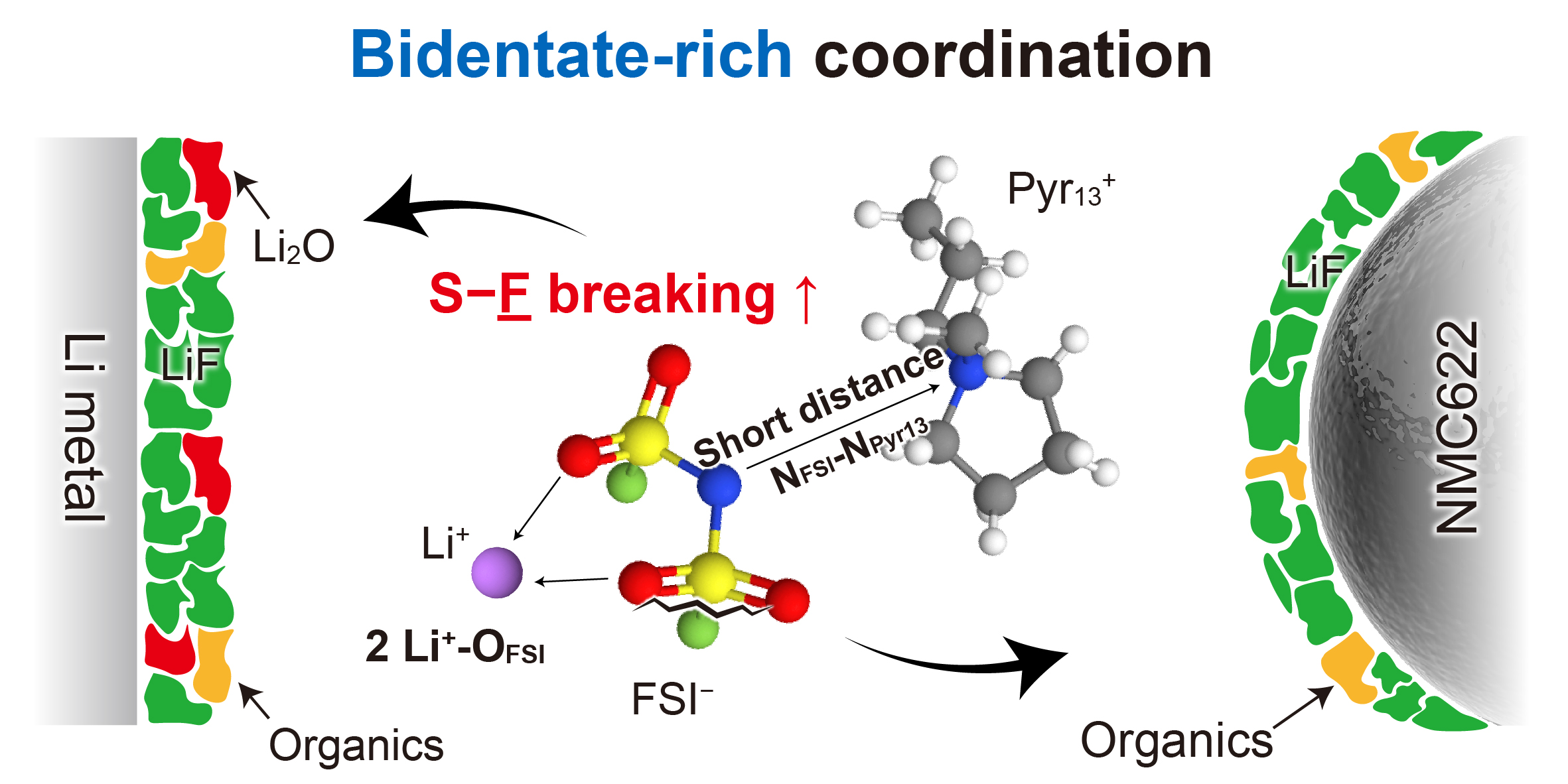 Interfacial Effects of Anion Conformation Changes Induced by Diluents ...