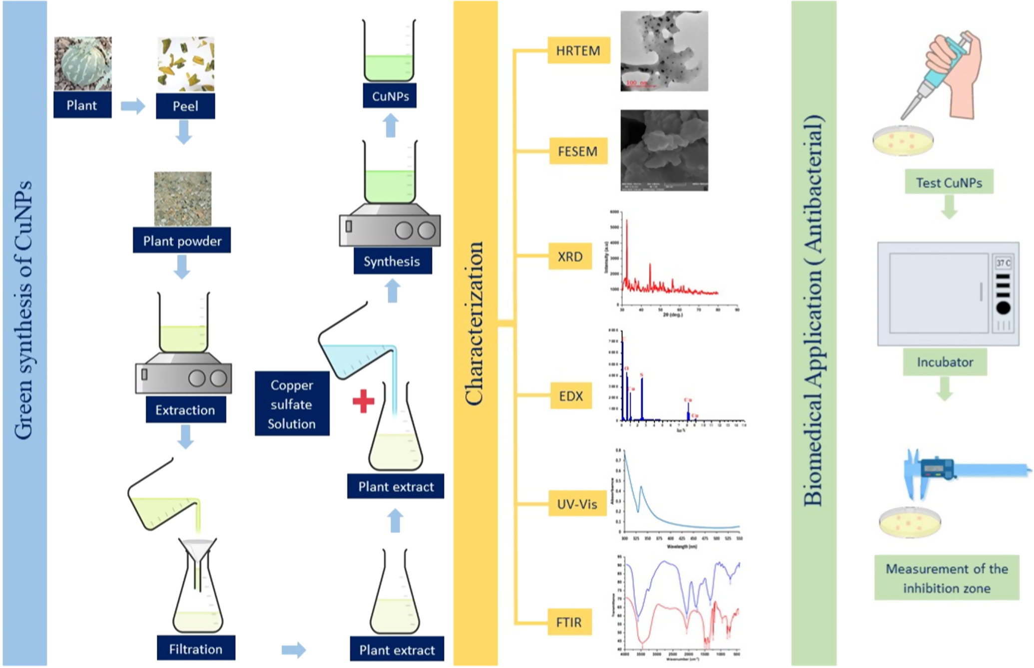 Green Synthesis of Copper Nanoparticles Using Citrullus colocynthis ...
