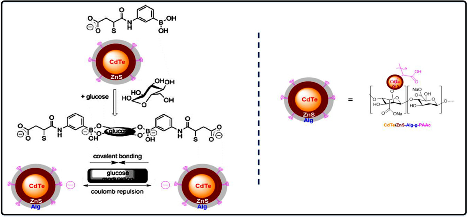 Optical Interaction of CdTe/ZnS Quantum Dots with Sodium Alginate ...