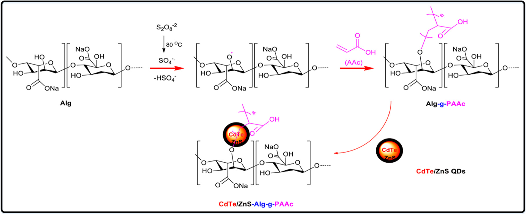 Optical Interaction of CdTe/ZnS Quantum Dots with Sodium Alginate ...