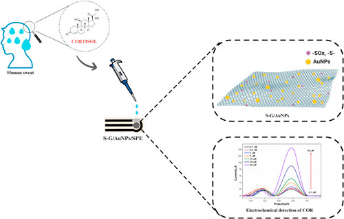 Flexible Screen-Printed Electrode for Cortisol Detection Based on ...