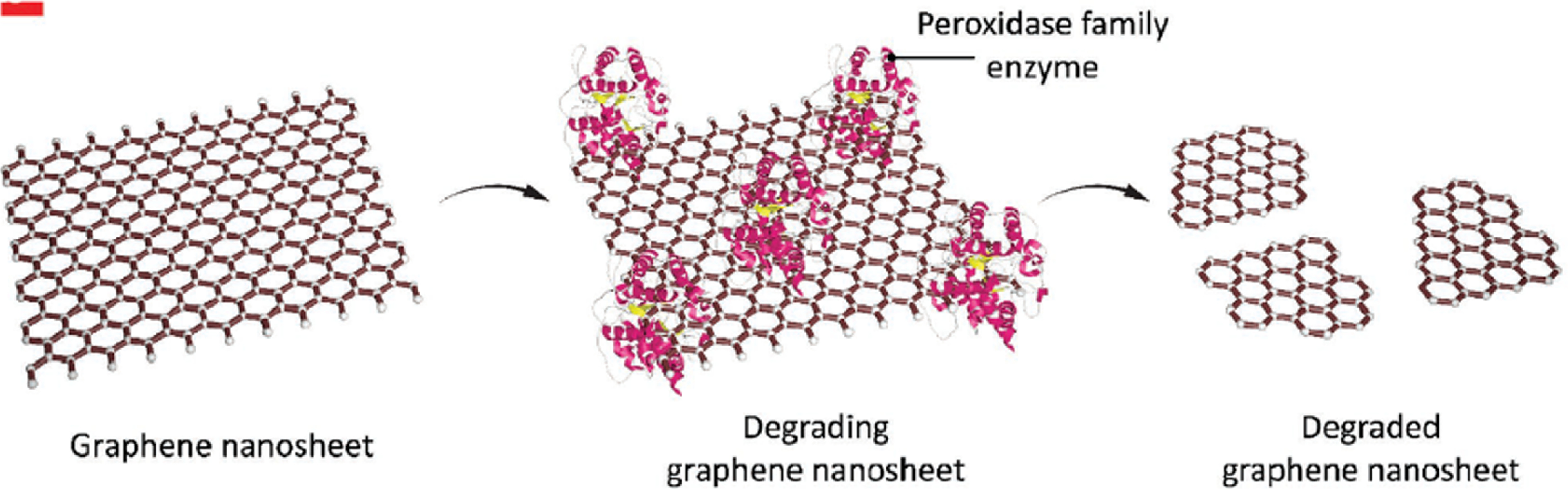 Graphene as a Biomedical Material: Potentials and Perspectives - IOPscience