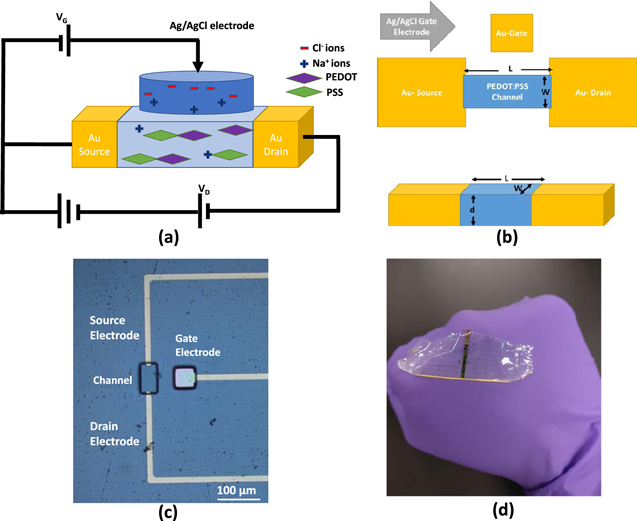 Geometrical Optimization of Organic Electrochemical Transistor for High ...