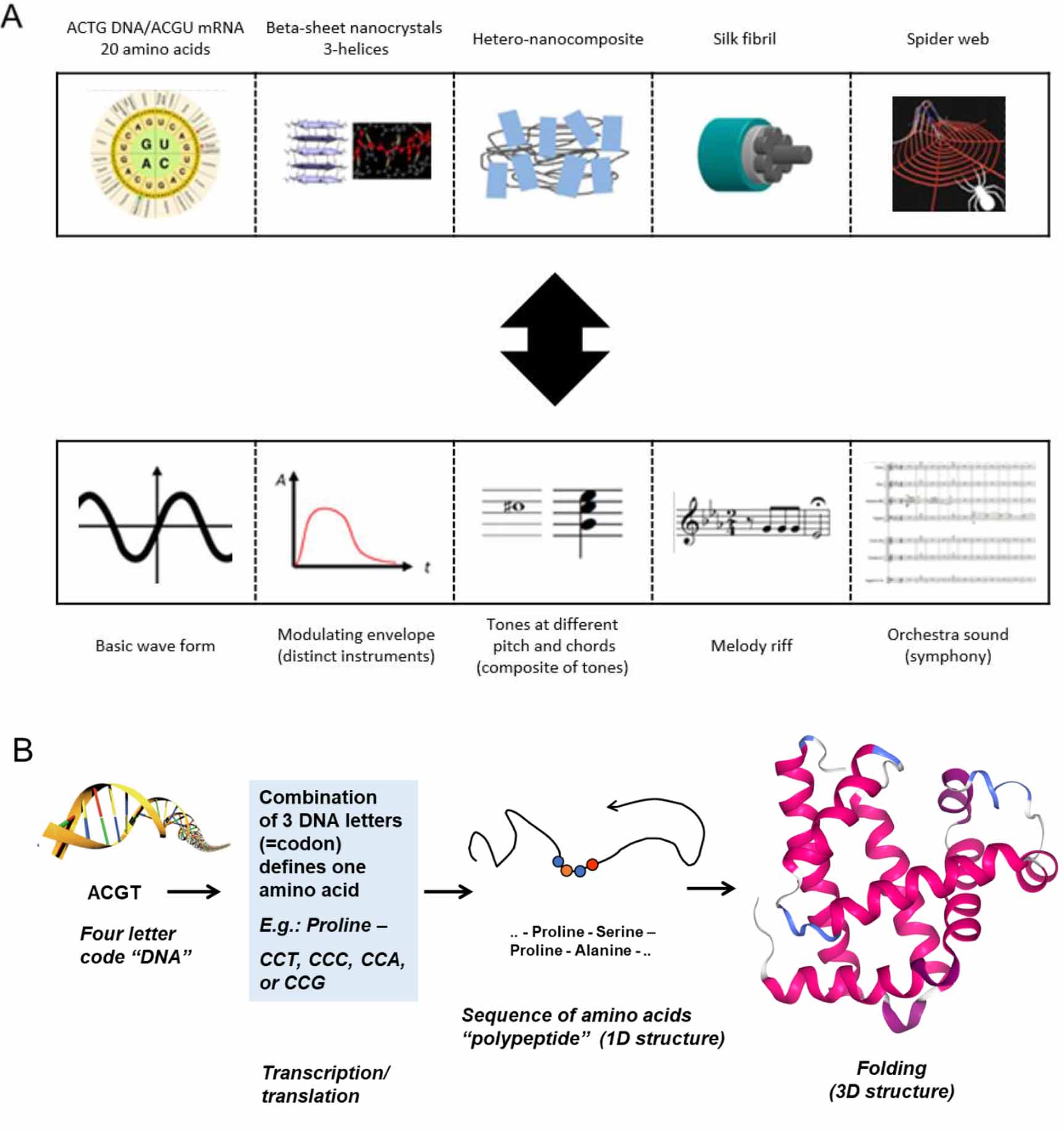 A perspective on musical representations of folded protein ...