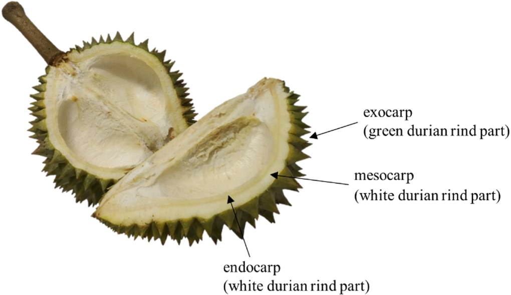 Durian Rind Processing Photo-irradiation induced green synthesis of highly stable silver ...