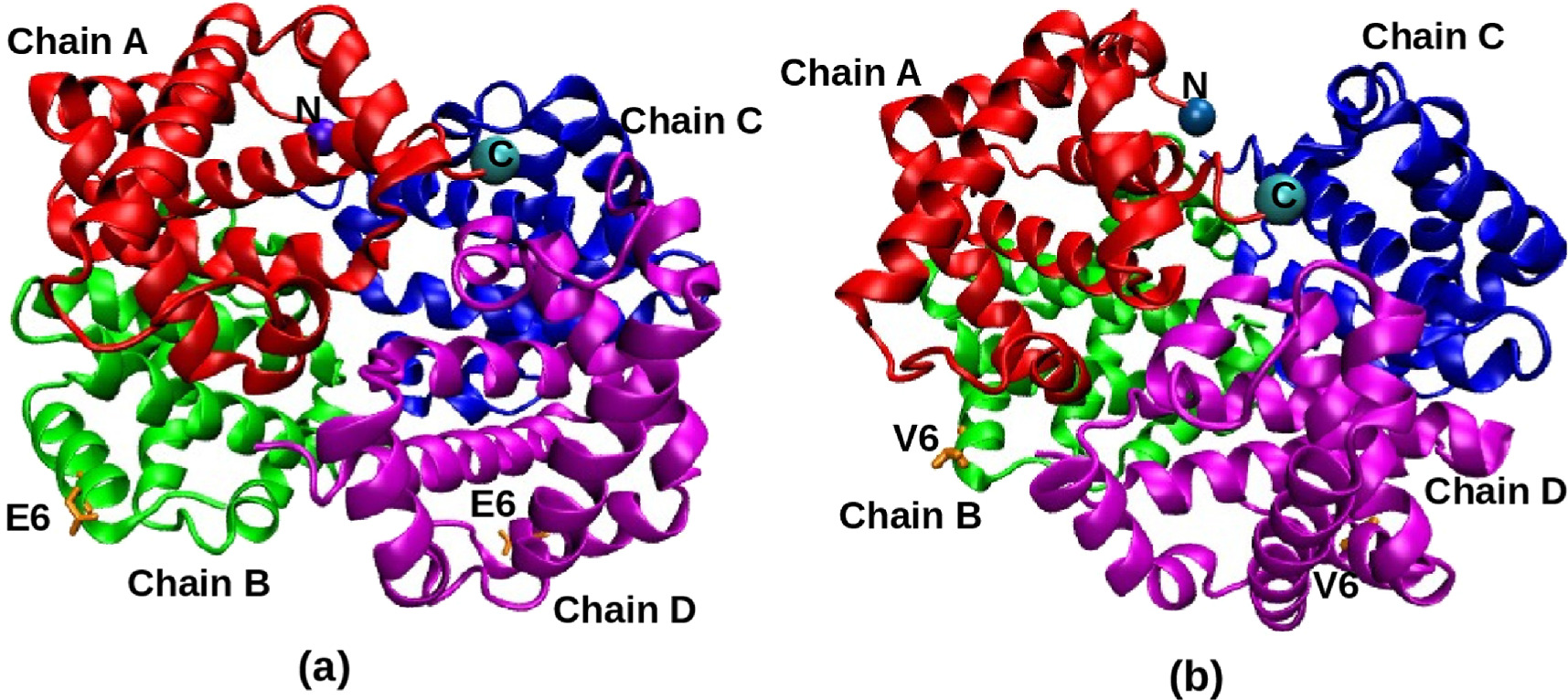 Unbinding of alpha chain of hemoglobin in sickle and normal structures ...