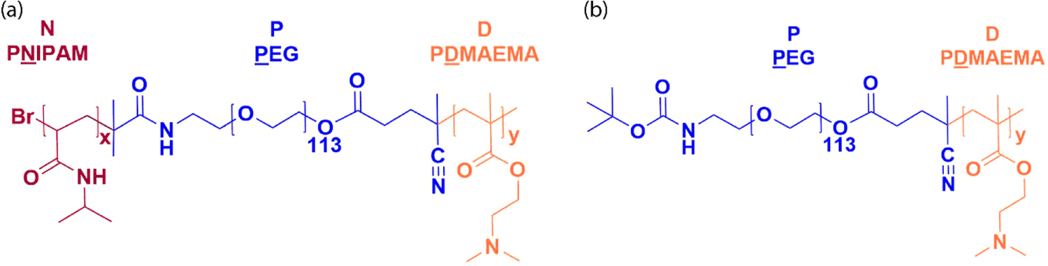 Pdip Polyplex Balancing hydrophobic and electrostatic interactions in thermosensitive ...
