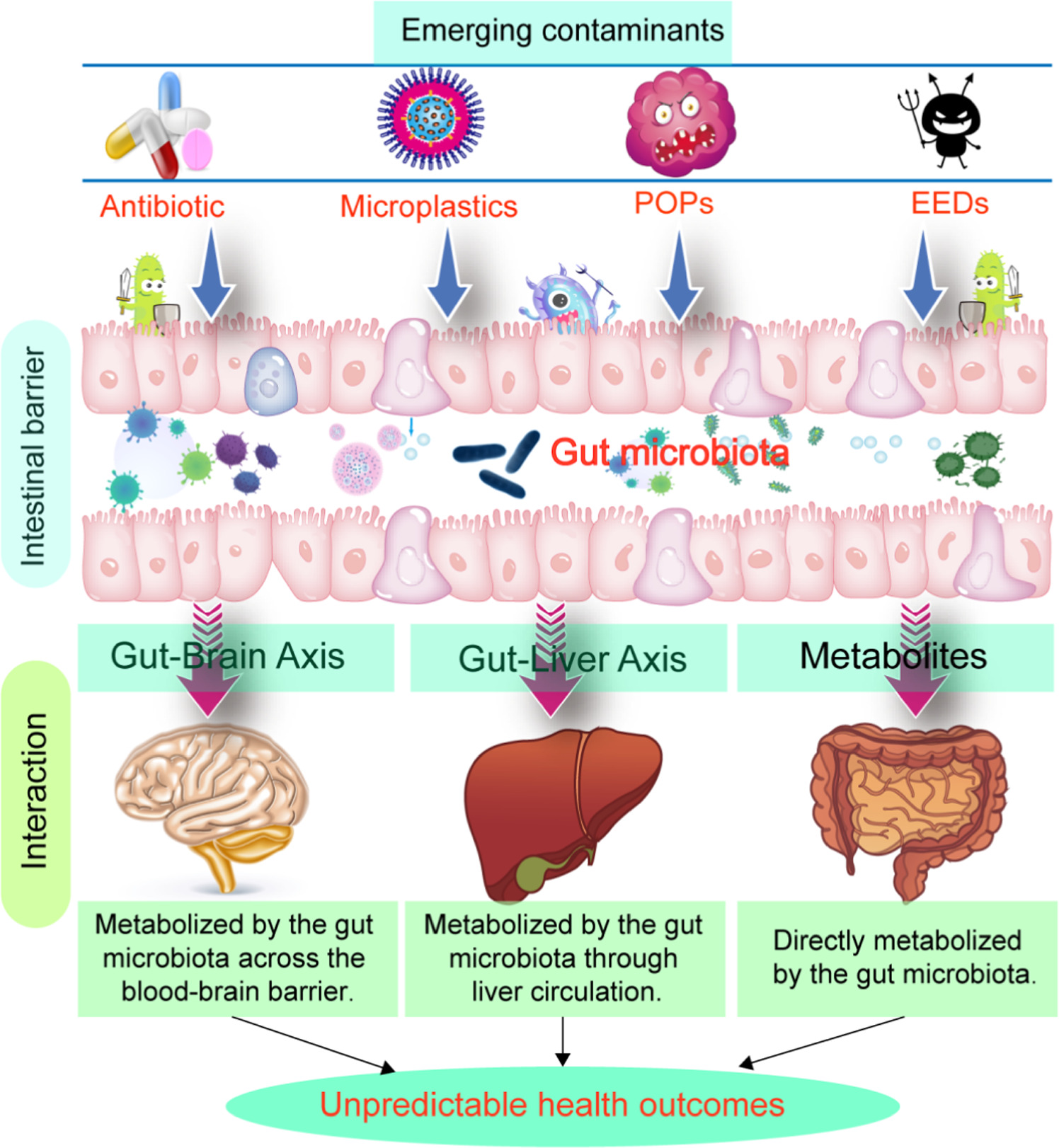 Interactions between gut microbiota and emerging contaminants exposure ...