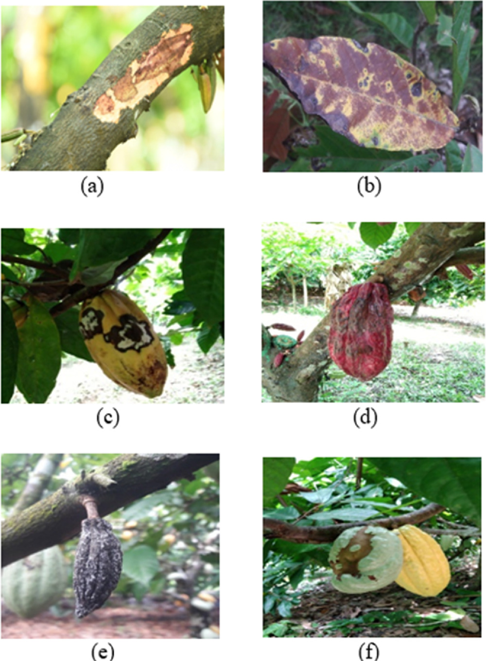 Intelligent pesticide recommendation system for cocoa plant using ...