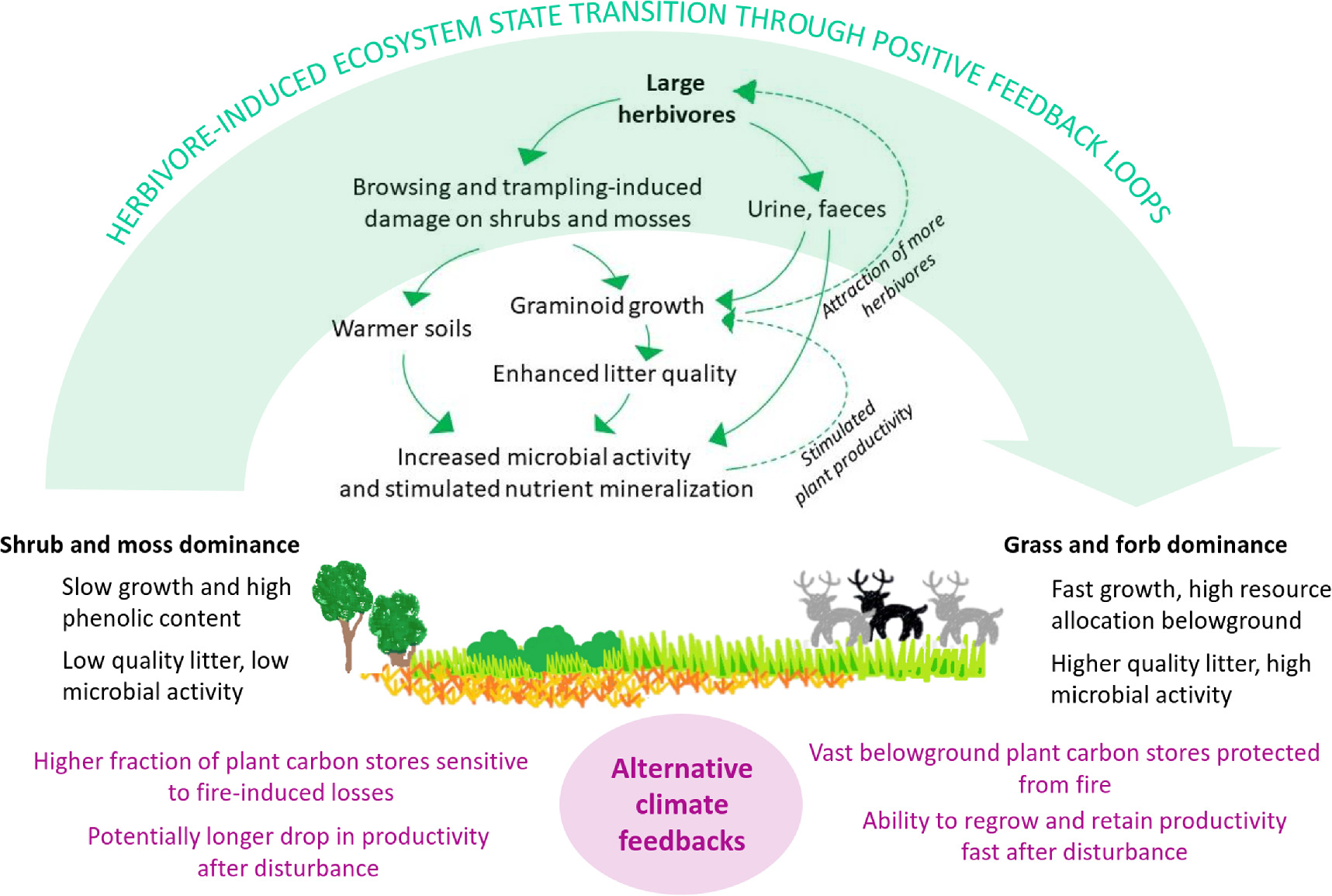Can large animals direct the fate of the vast arctic soil carbon ...