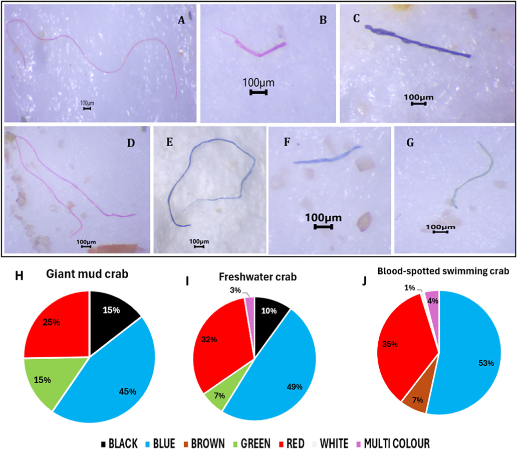 Assessing microplastic accumulation in the hepatopancreas of marine and ...