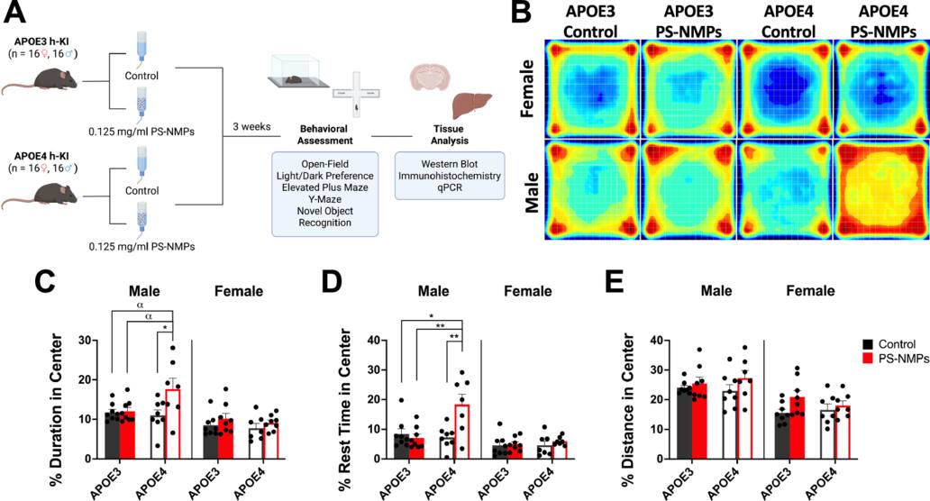 マイクロプラスチック曝露がマウスのアルツハイマー病を引き起こす可能性(URI study links microplastic exposure to Alzheimer’s disease in mice)
