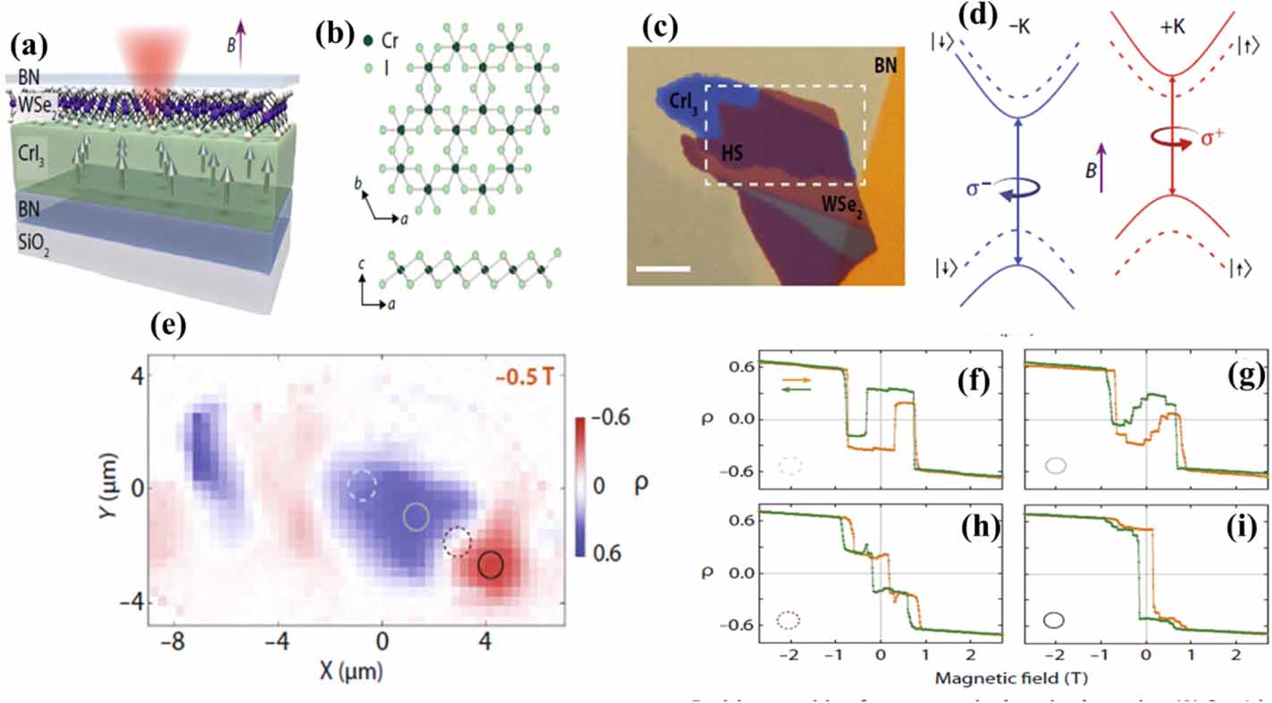 Magnetic proximity effect in two-dimensional van der Waals ...