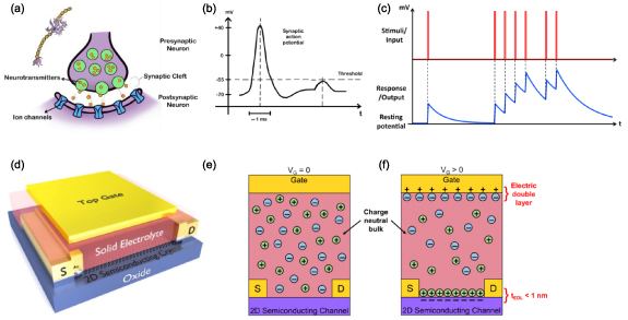 Realizing linear synaptic plasticity in electric double layer-gated ...