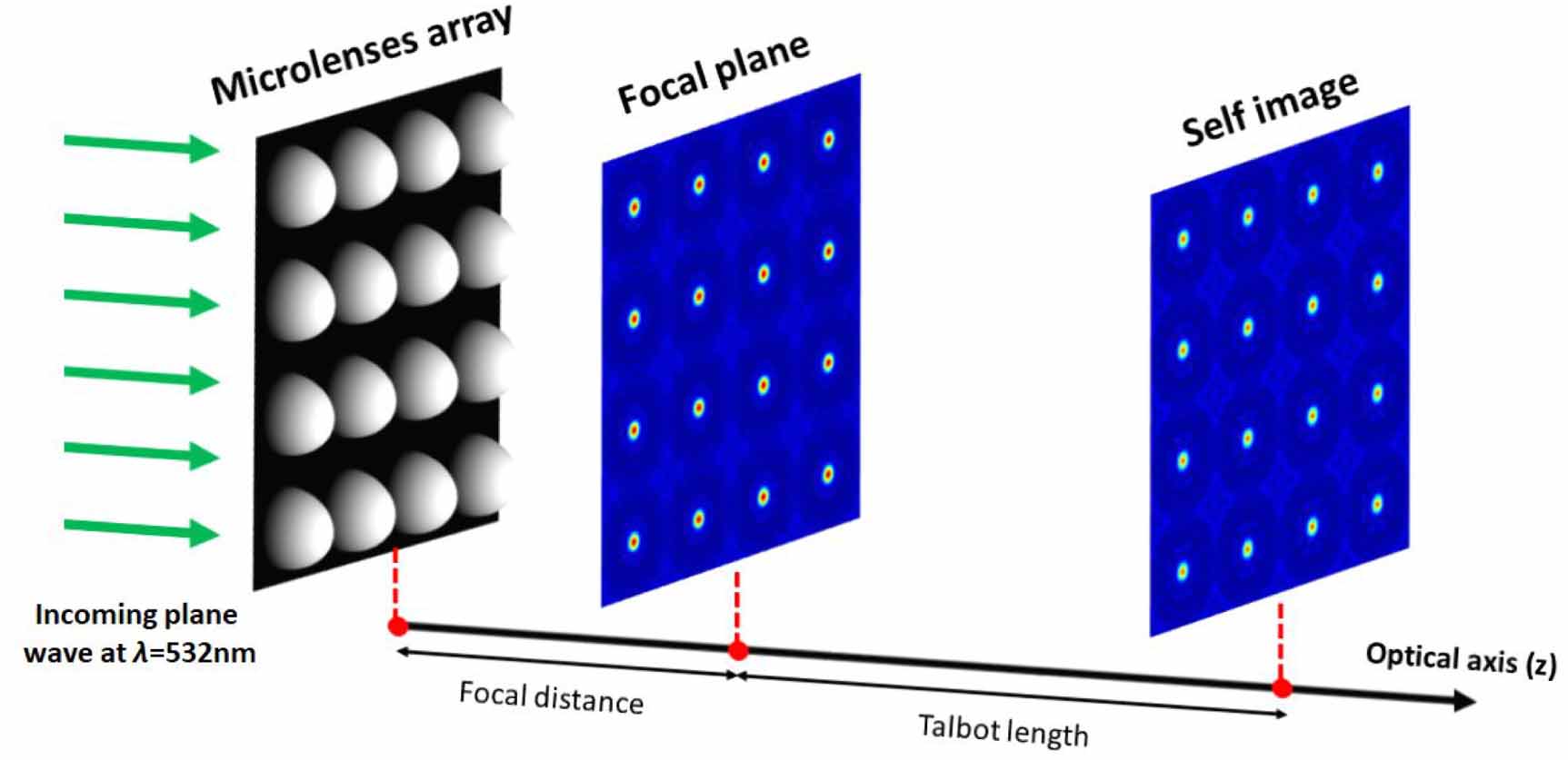 The Talbot effect in self-assembled red blood cells investigated by ...