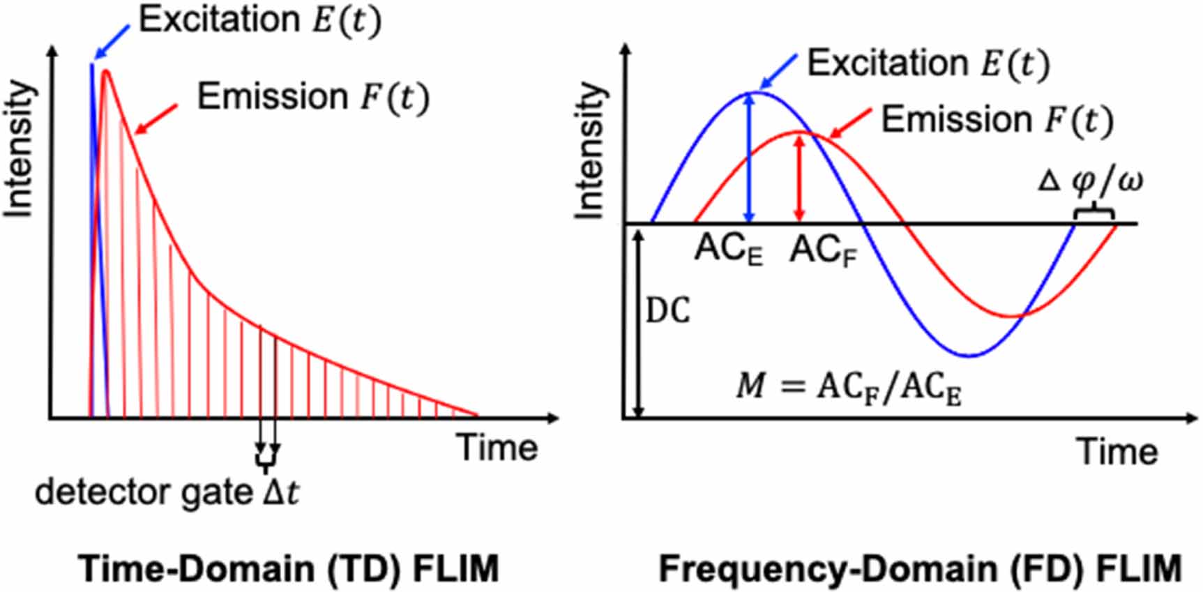 Machine learning for faster and smarter fluorescence lifetime imaging ...
