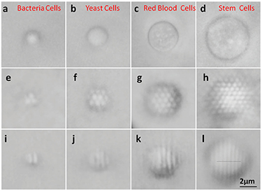 Optics Biophys Optobiology: live cells in optics and photonics - IOPscience