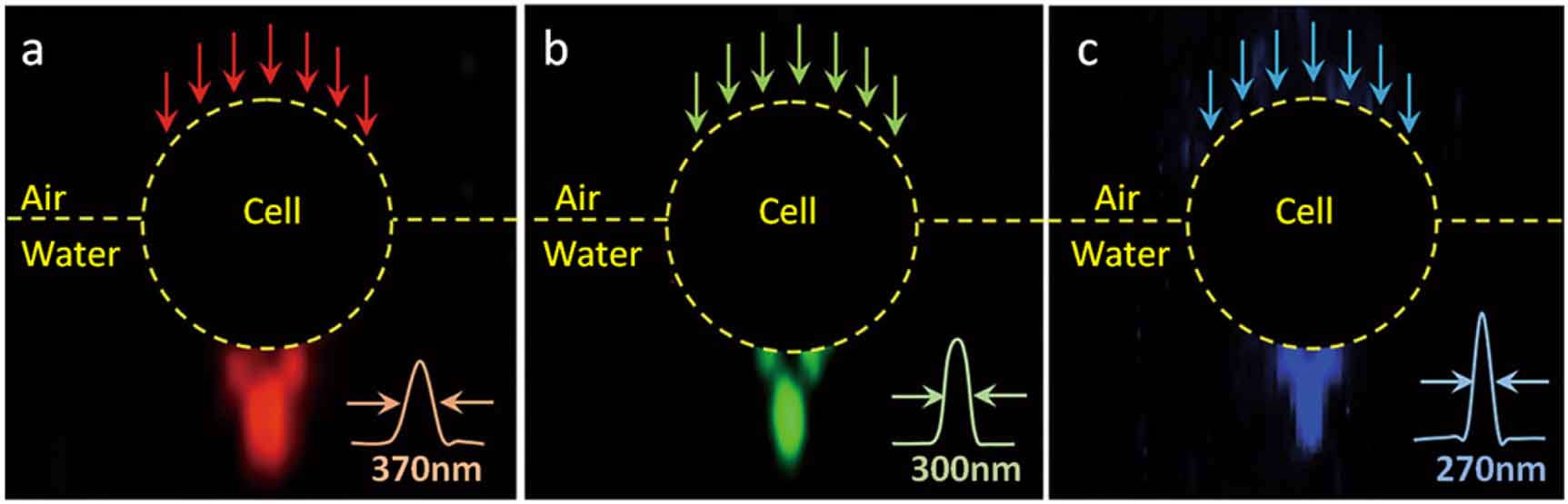 Optics Biophys Optobiology: live cells in optics and photonics - IOPscience