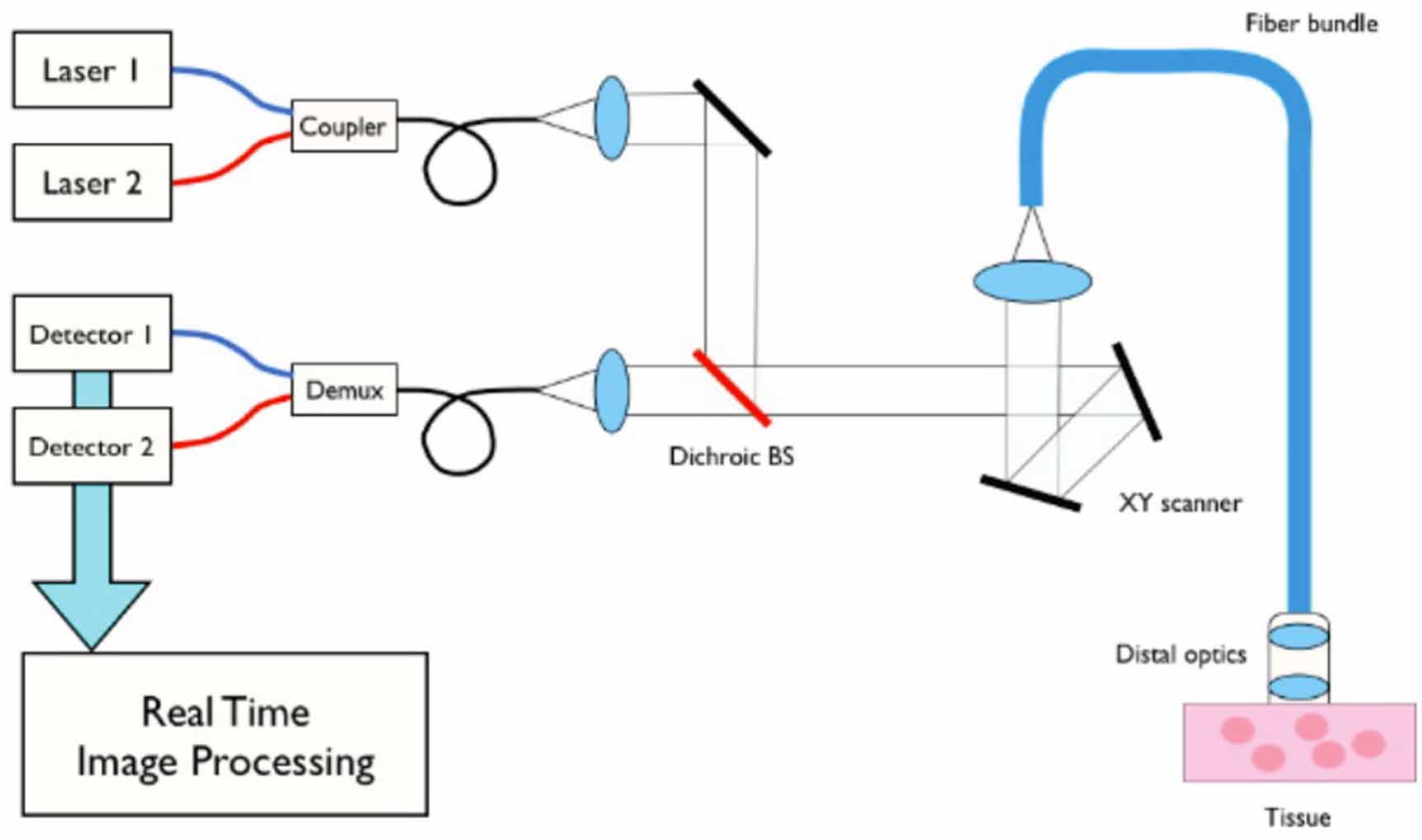 Probe-based intravital microscopy: filling the gap between in vivo ...