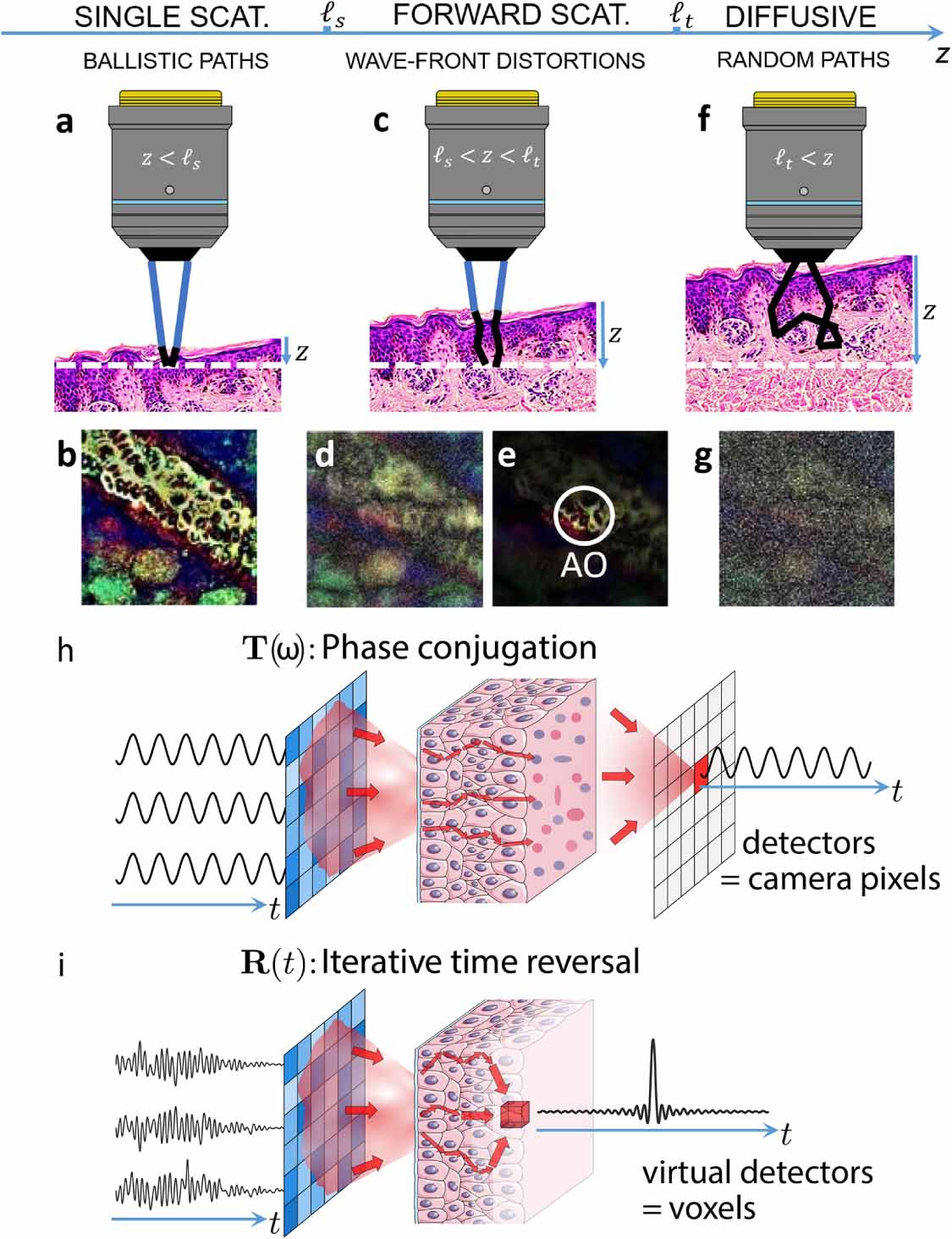 Roadmap on wavefront shaping and deep imaging in complex media - IOPscience