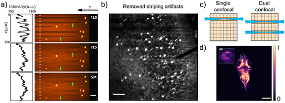 Acousto-optic deflectors in experimental neuroscience: overview of ...