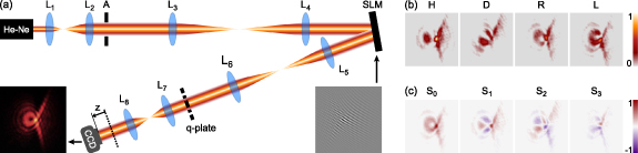 Experimental generation of scalar and vector vortex Pearcey–Gauss beams ...