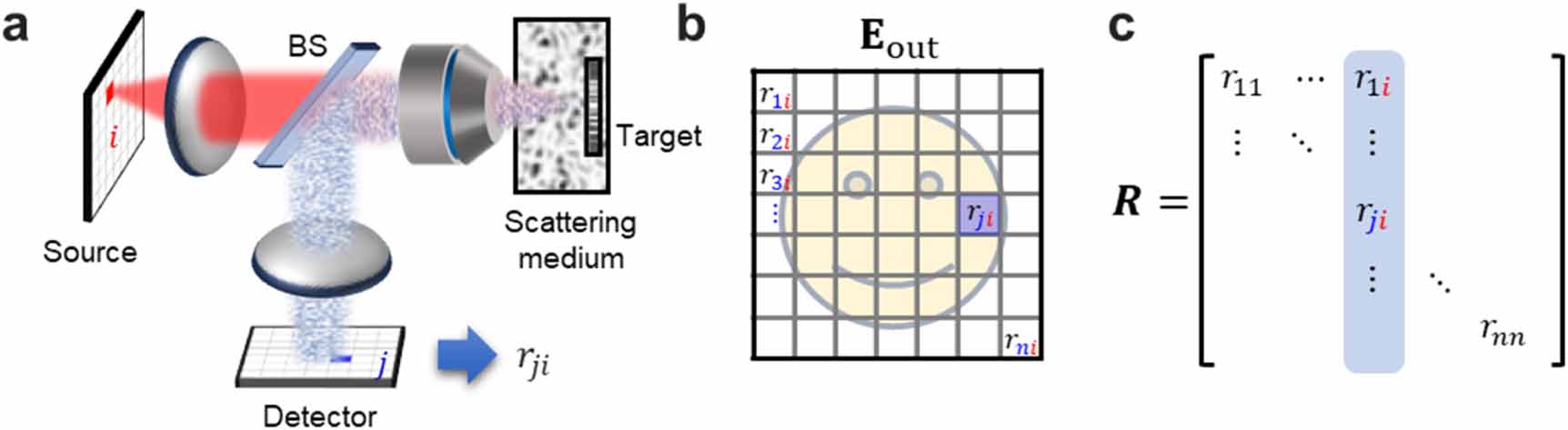 Implementation of reflection matrix microscopy: an algorithm ...