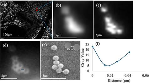 High-resolution multi-modal imaging of sub-cellular structures with low ...