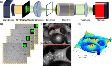 Quantitative differential phase contrast imaging system using FPGA for ...