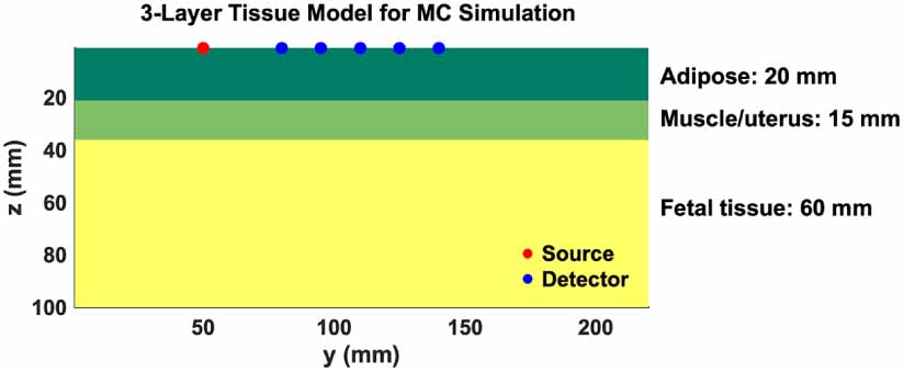Multi-layer self-calibrated algorithm for transabdominal fetal pulse ...