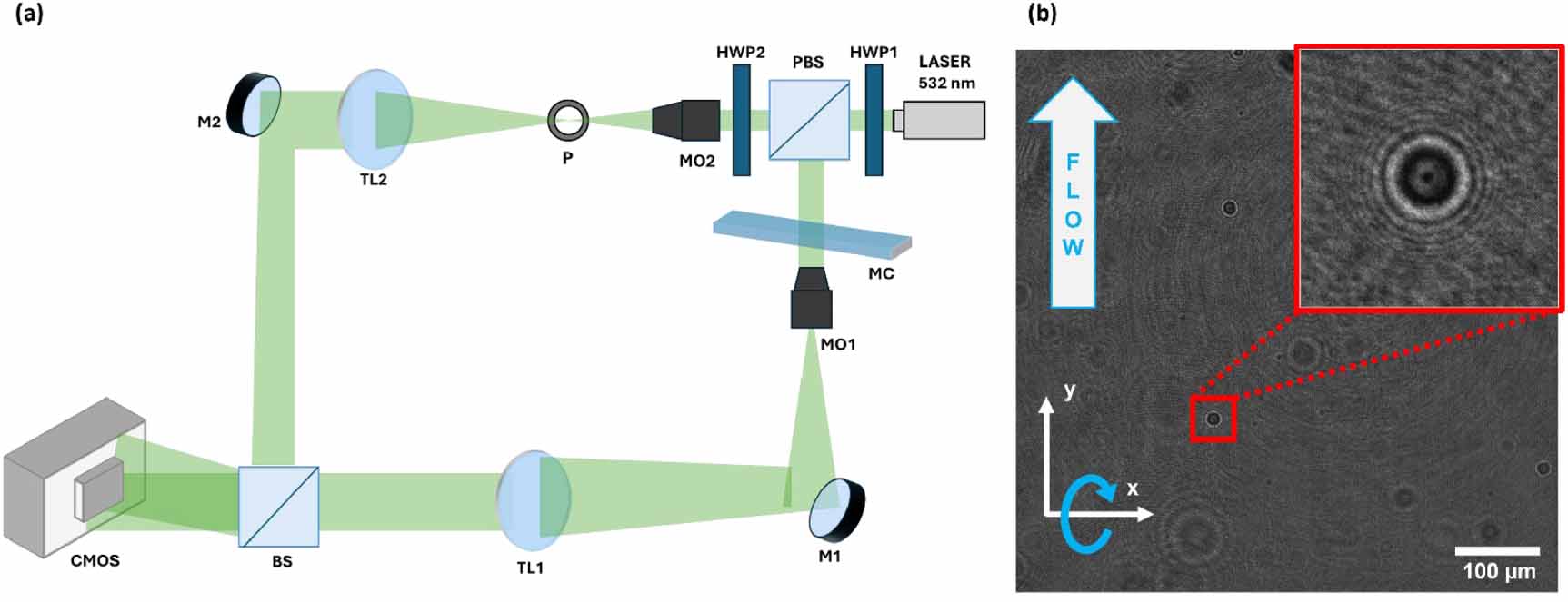 Htf Scan Stain-free intracellular specificity via nesting-based strategy in ...