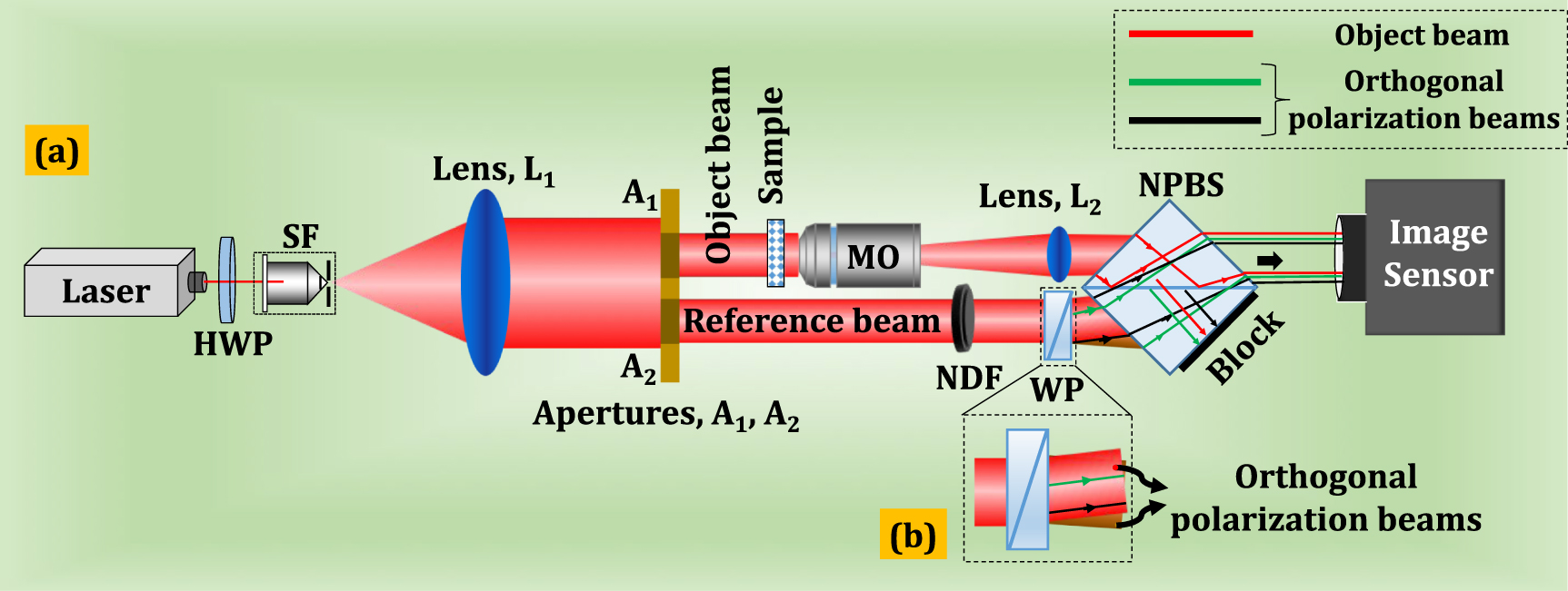 Quantitative polarization digital holographic microscope - IOPscience