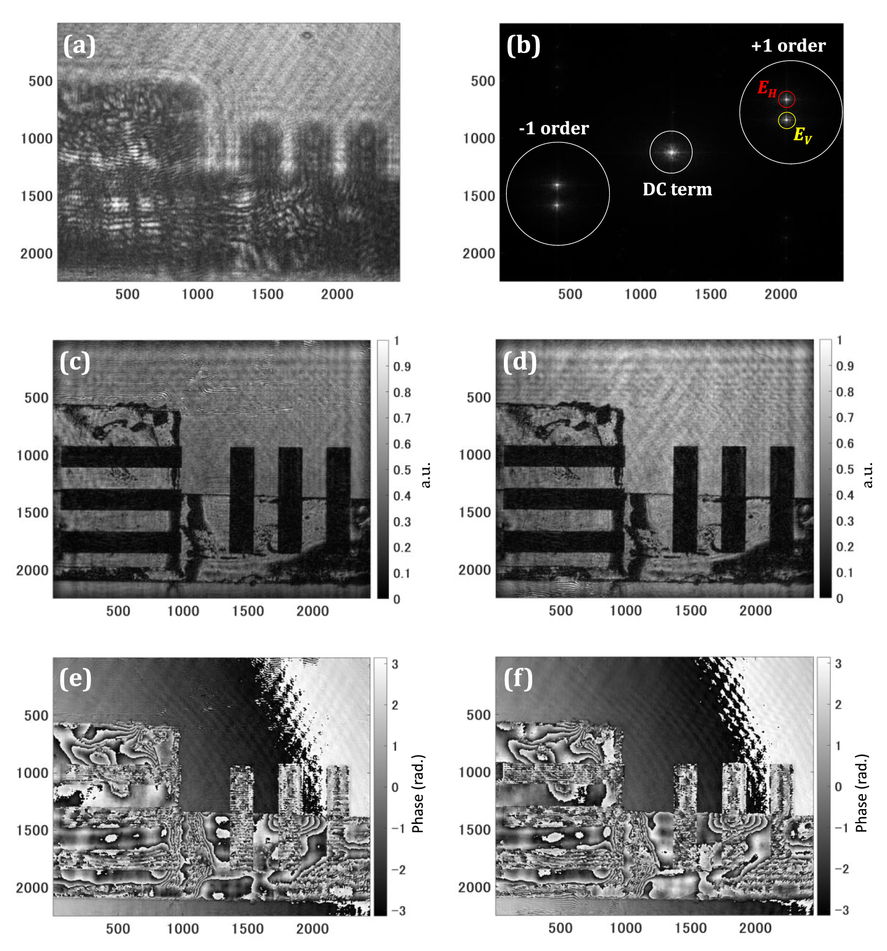 Quantitative polarization digital holographic microscope - IOPscience