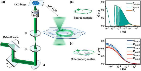 Circular scanning fluorescence correlation spectroscopy (CS-FCS) for ...