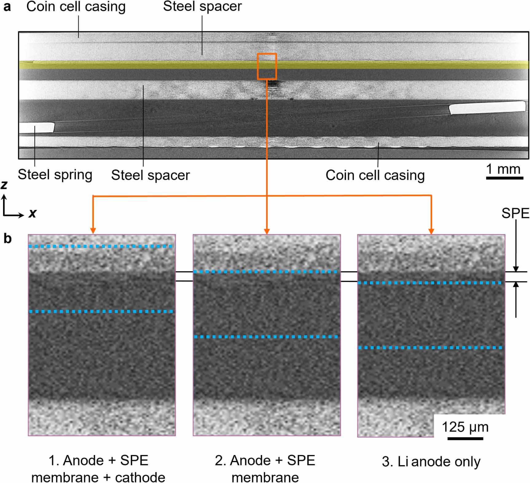 Li+ concentration and morphological changes at the anode and cathode ...