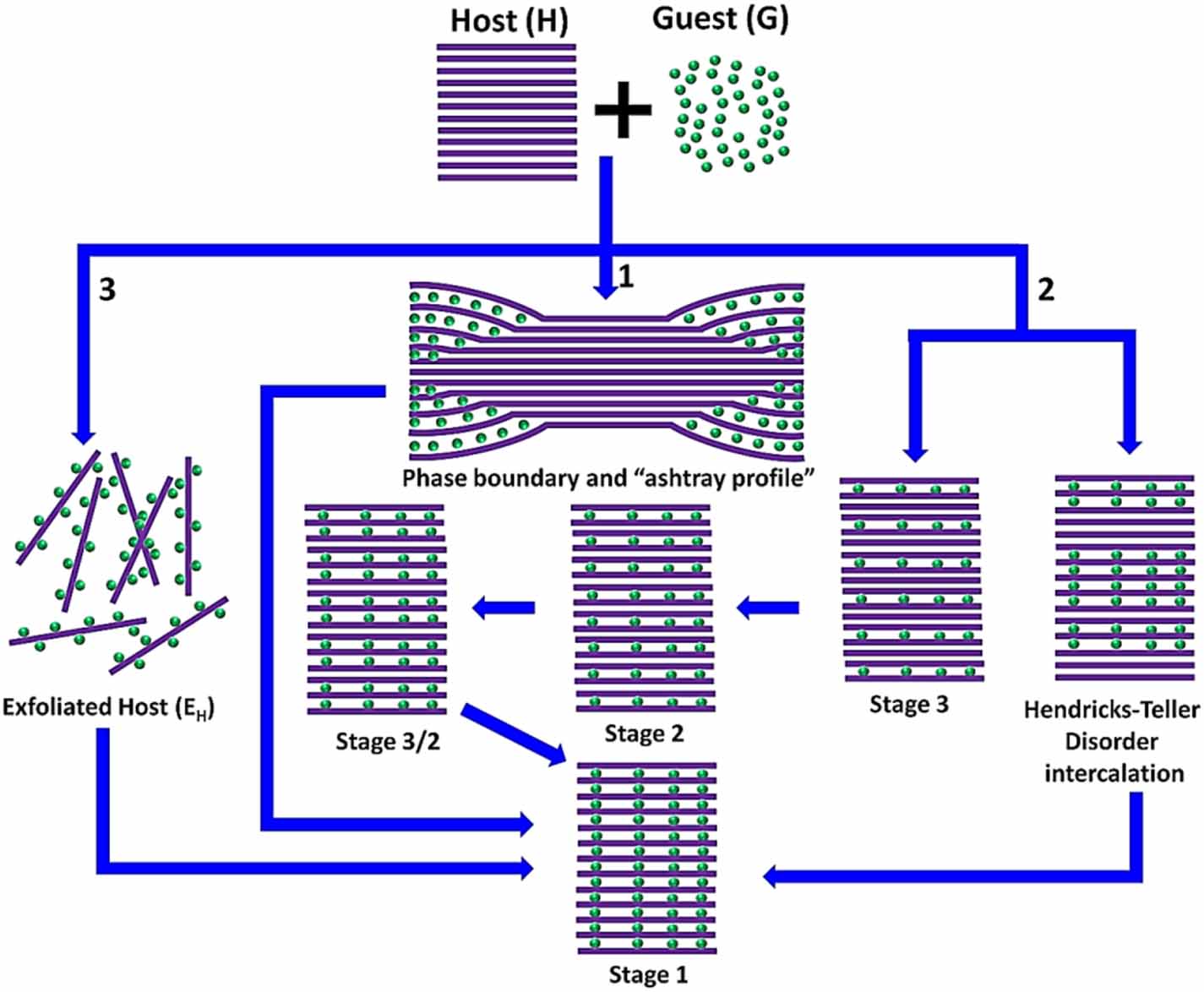 Intercalation in two-dimensional transition metal chalcogenides ...