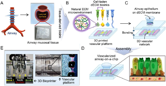 洋書 Cell and Organ Printing Cell and organ printing 1: Protein and cell printers